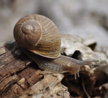 Po co są Bezludne Wyspy? Aby ożywić ślimaka
