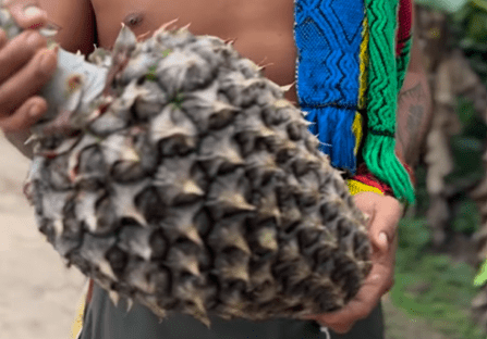 Rdzenne niespodzianki, pokazując gigantyczny ananas w lesie w akr; Zobacz wideo