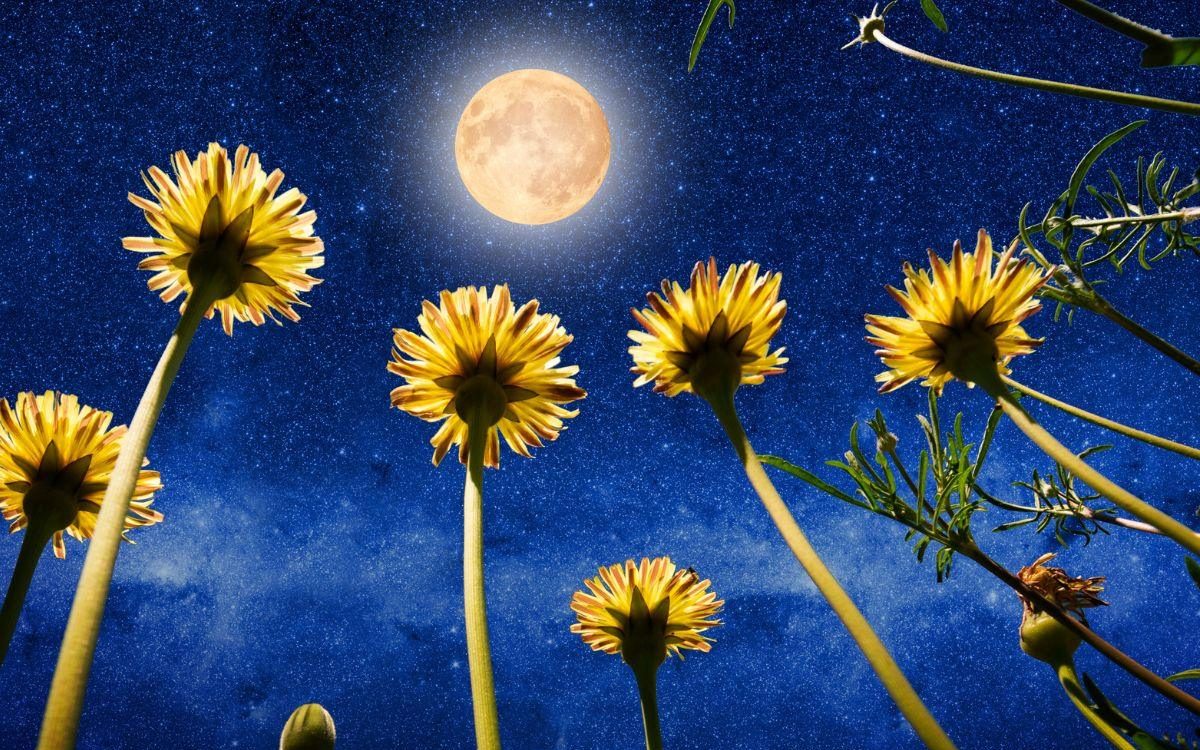 Flower Moon in Scorpio: Co pełnia księżyca może obiecać twój znak zodiaku?