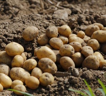 Jakie nawozy podwoją zbiory ziemniaczane: tajemnice agronomów w ziemniakach